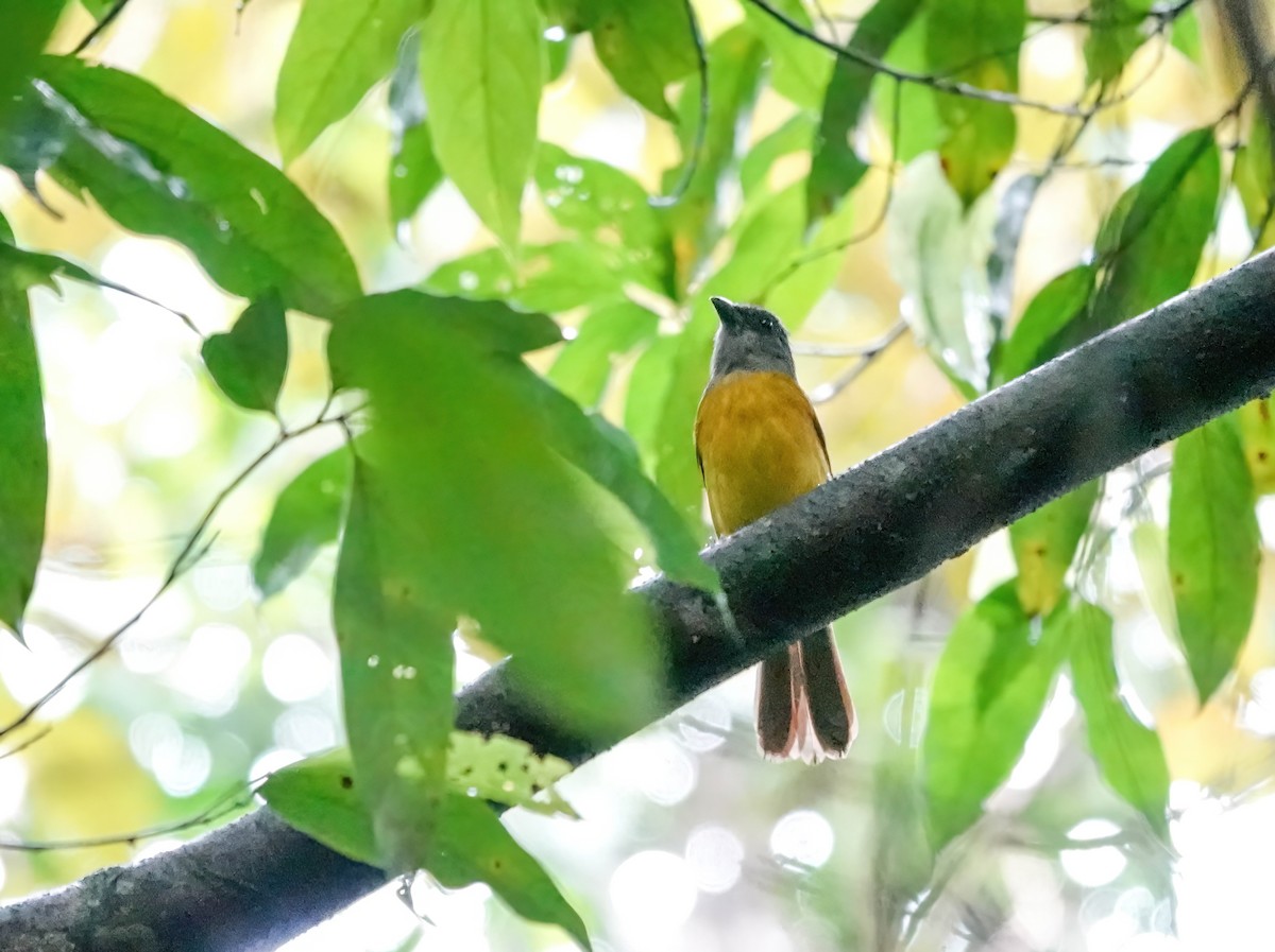 カンムリフウキンチョウ - ML638139444