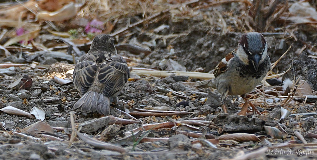 House Sparrow - ML638139482