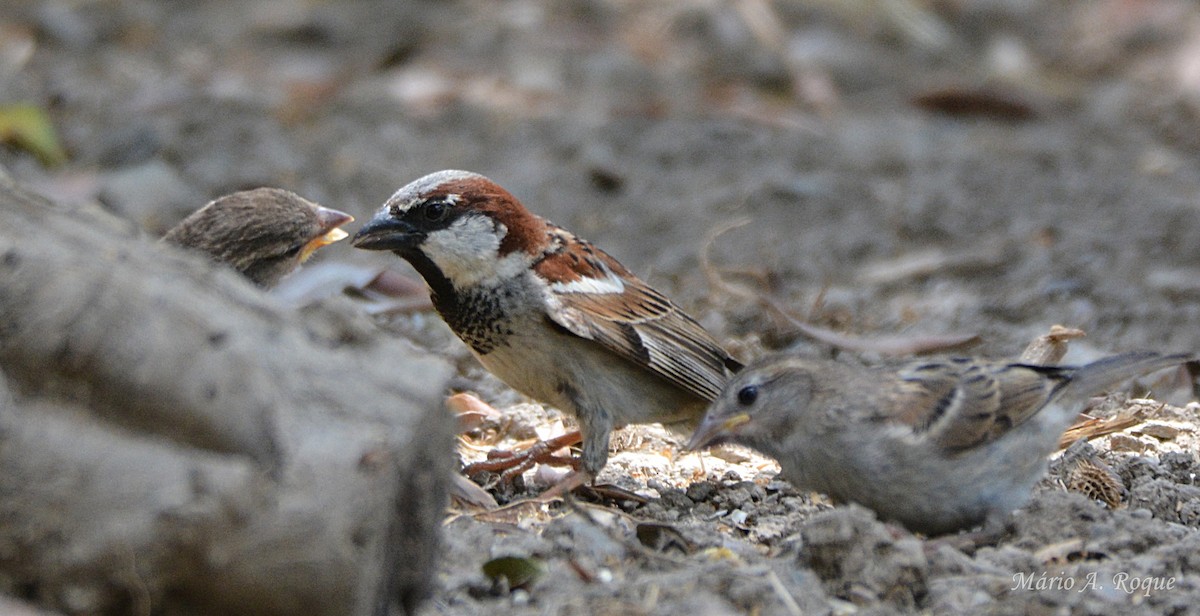 House Sparrow - ML638139489