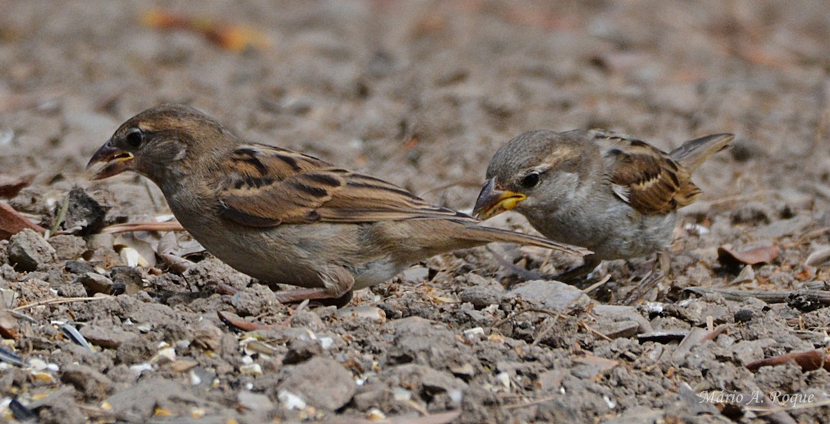 House Sparrow - ML638139490