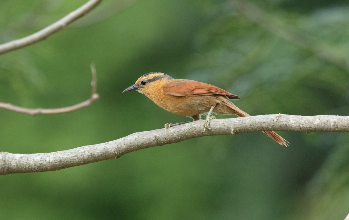 Buff-fronted Foliage-gleaner - ML638139491