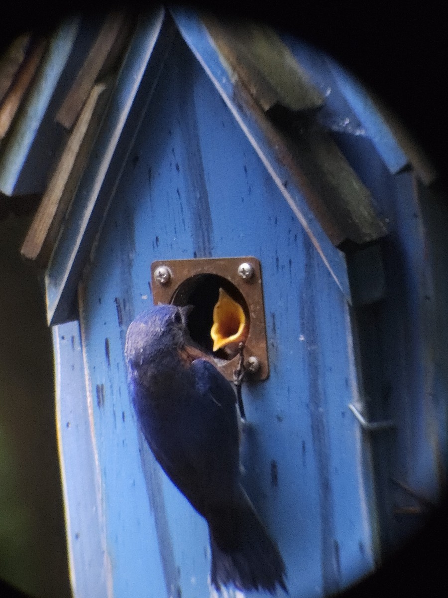Eastern Bluebird - ML638139493