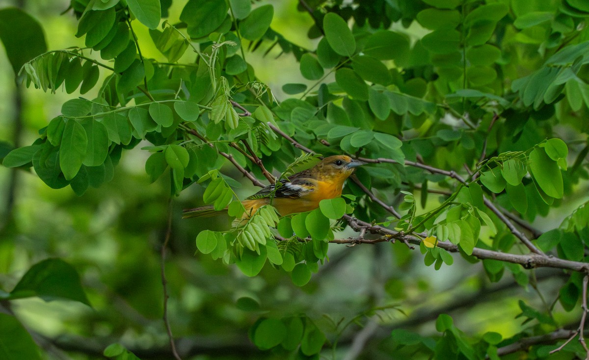 Orchard Oriole - ML638139496
