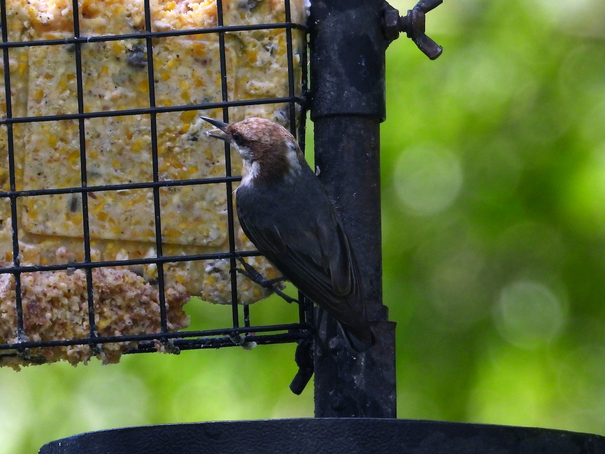 Brown-headed Nuthatch - ML638139498