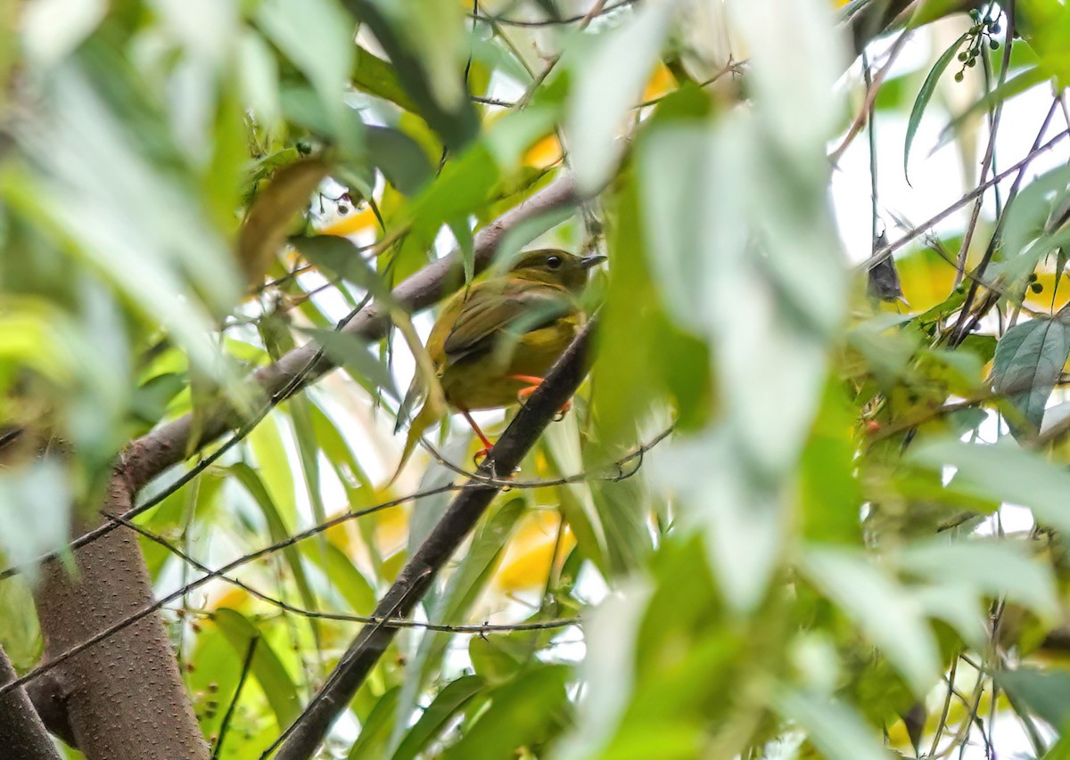 Orange-collared Manakin - ML638139499