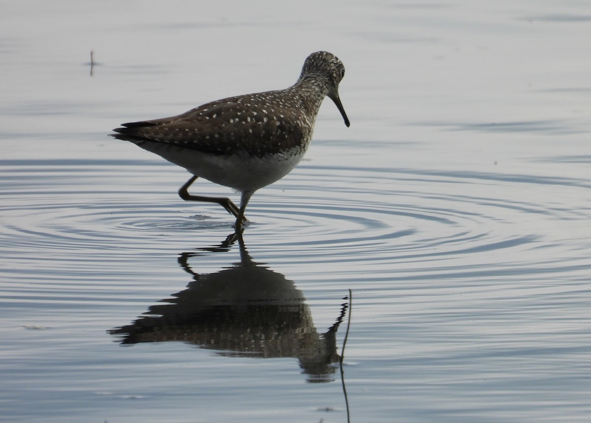 Solitary Sandpiper - ML638139500