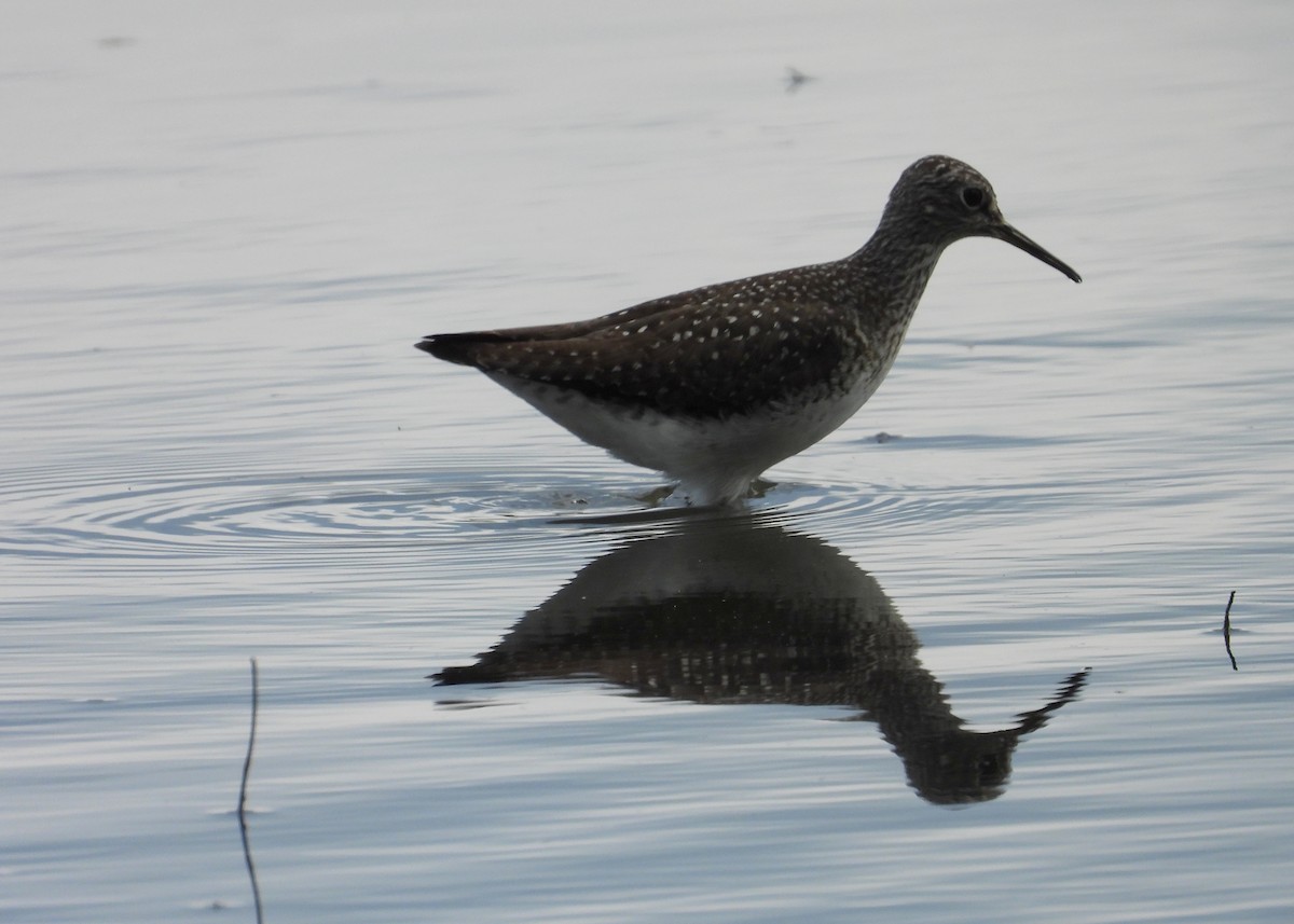 Solitary Sandpiper - ML638139501