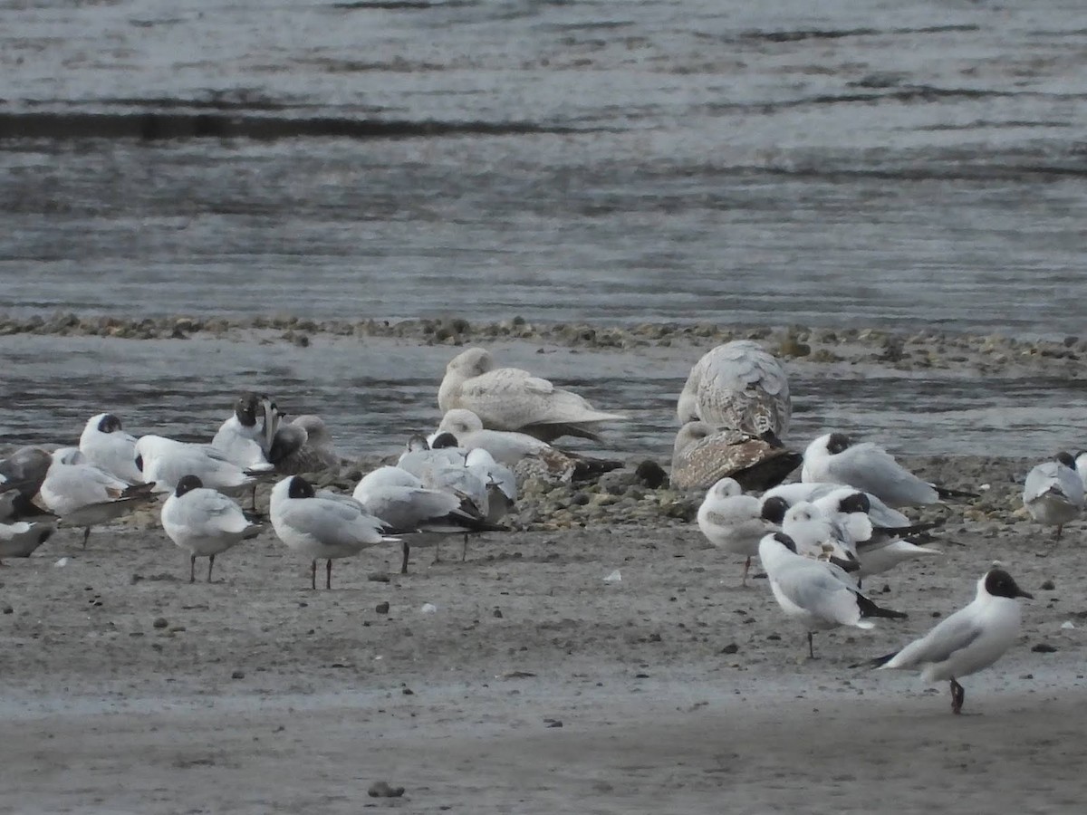 Iceland Gull - ML638139503