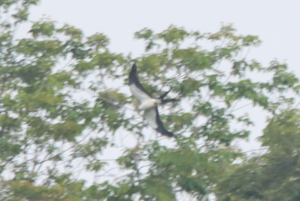 Swallow-tailed Kite - ML638139505