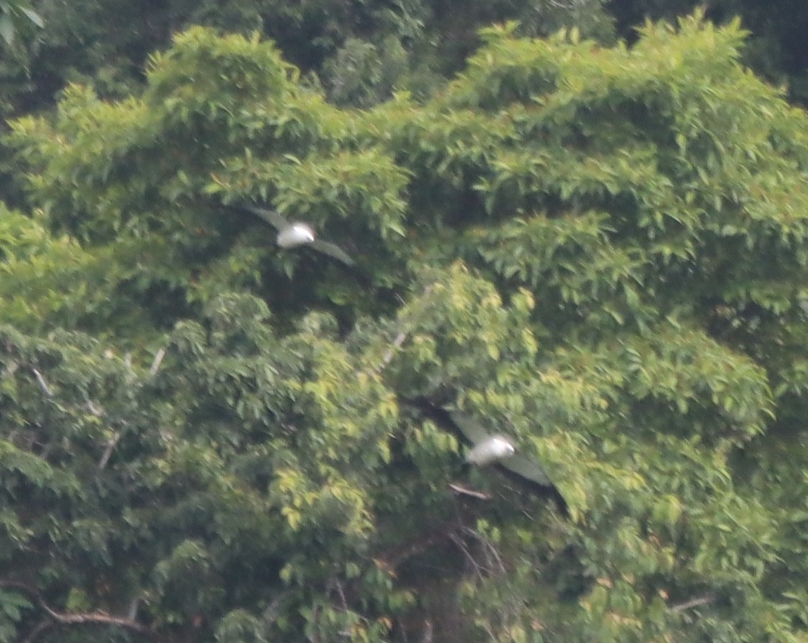 Swallow-tailed Kite - ML638139506