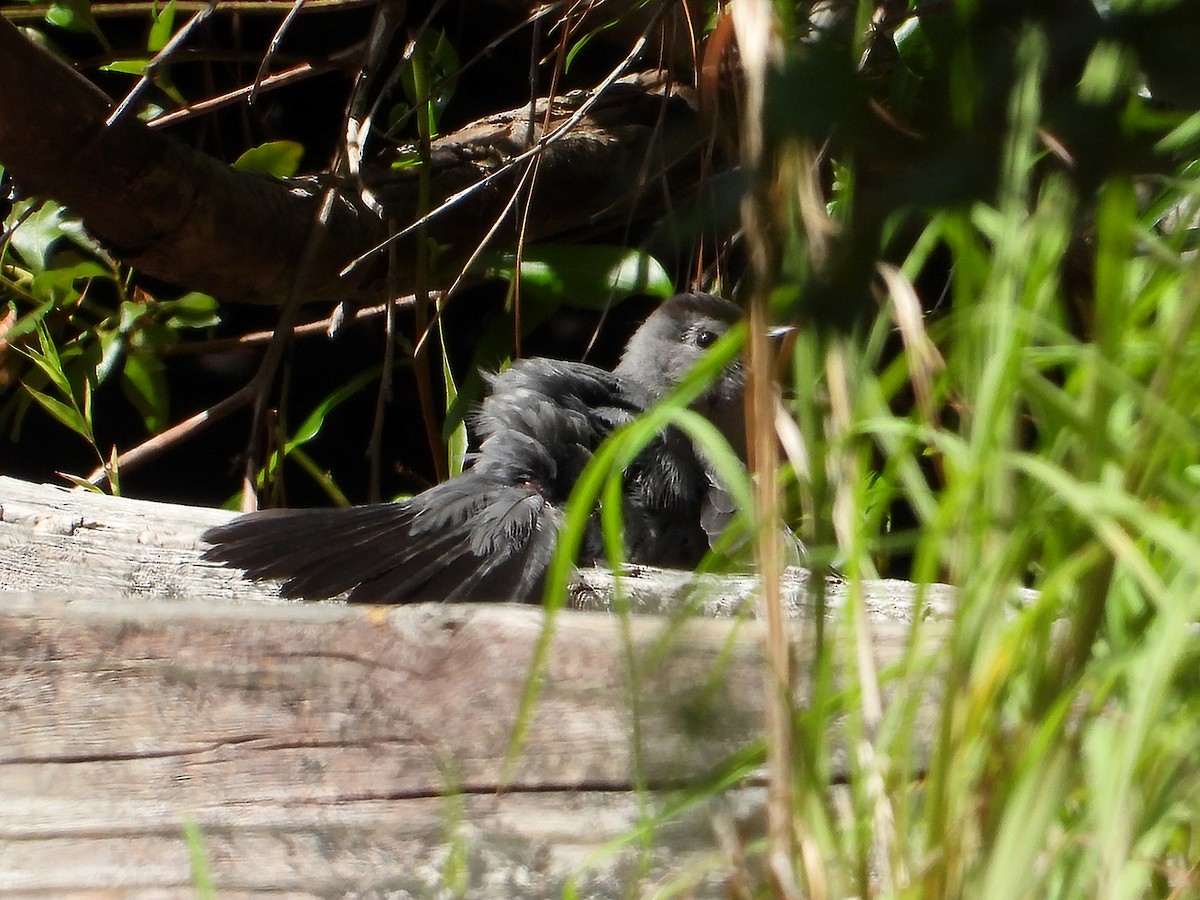 Gray Catbird - ML638139507