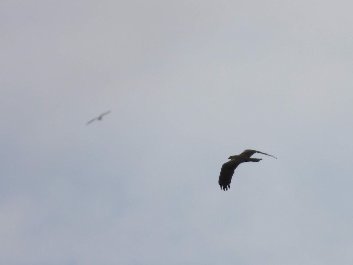 Western Marsh Harrier - ML638139509