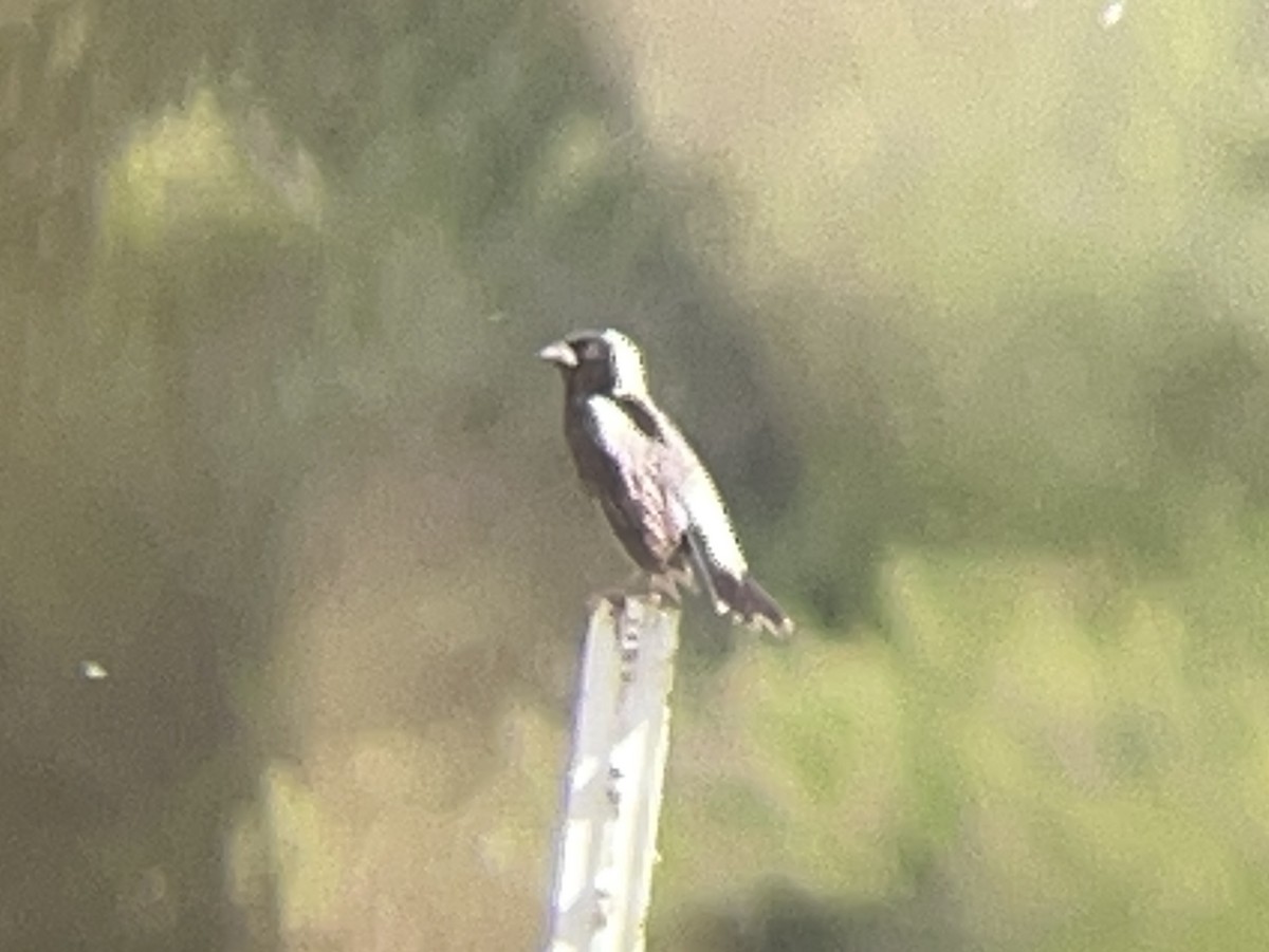 Bobolink - ML638139510