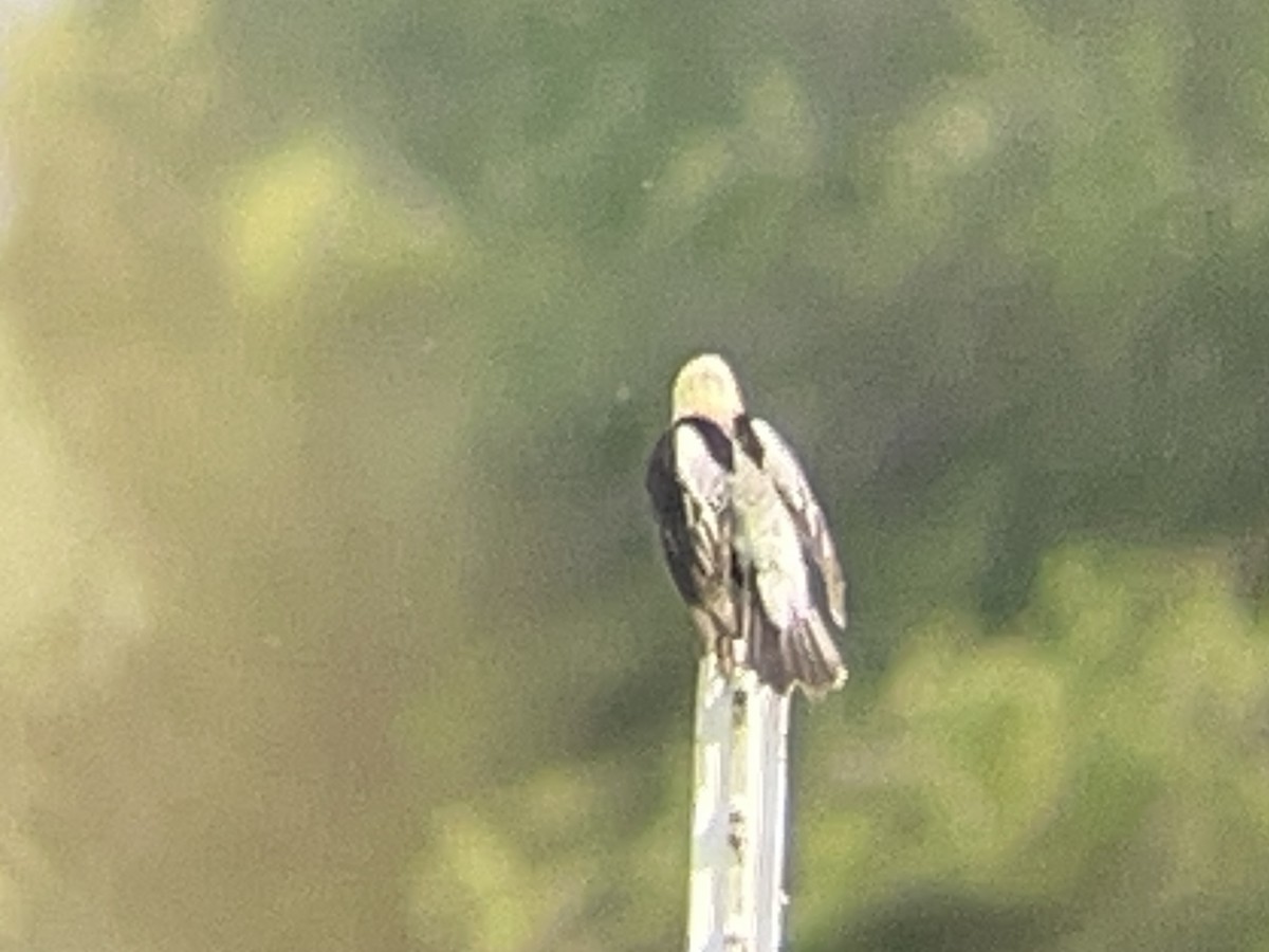 Bobolink - ML638139511