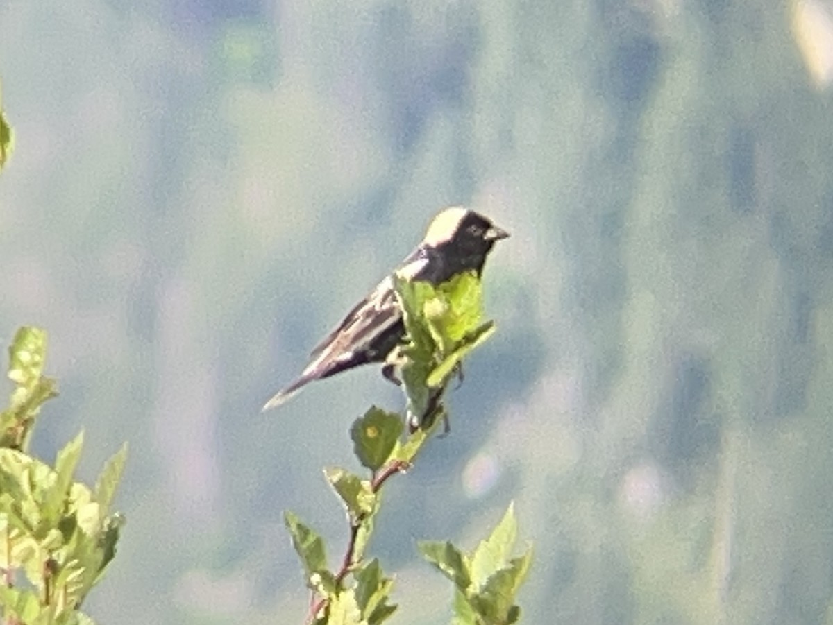 Bobolink - ML638139512