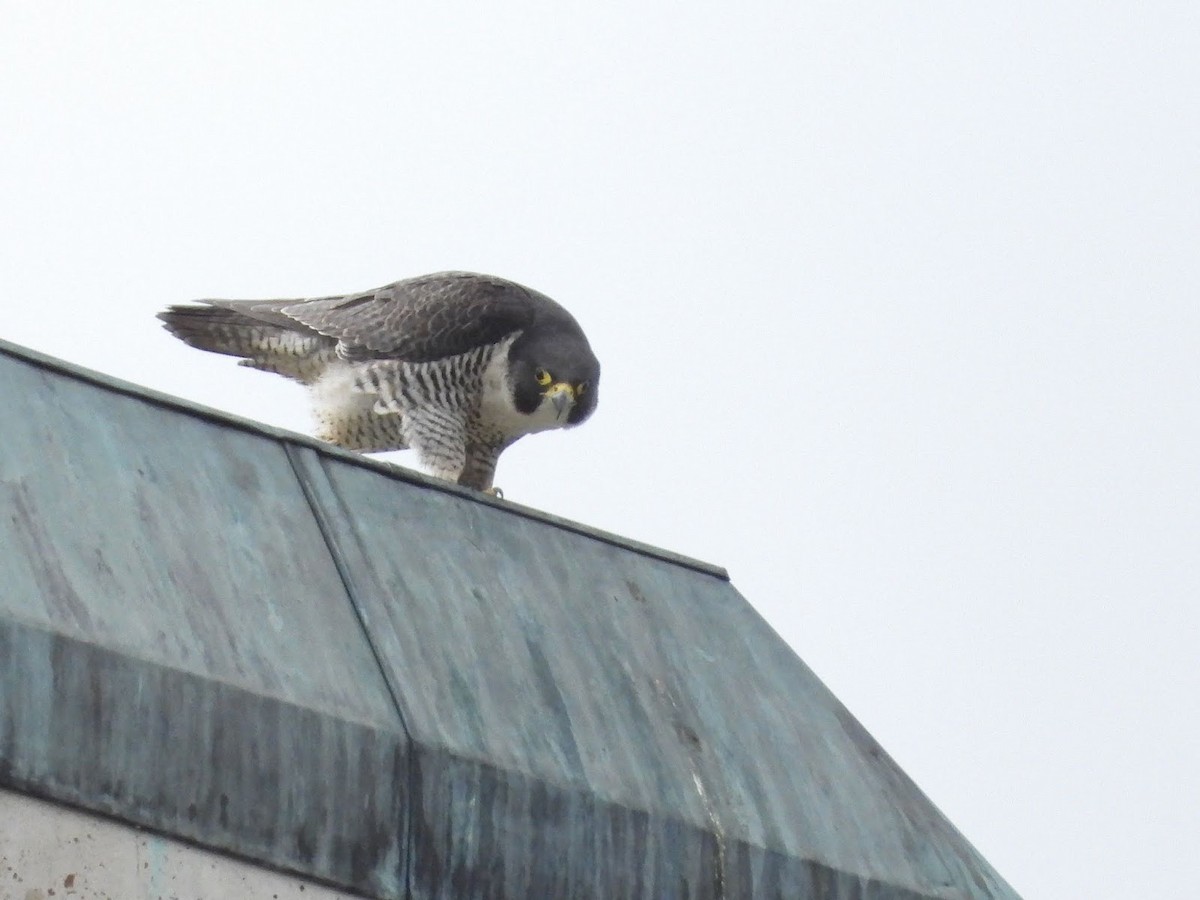 Peregrine Falcon - ML638139515