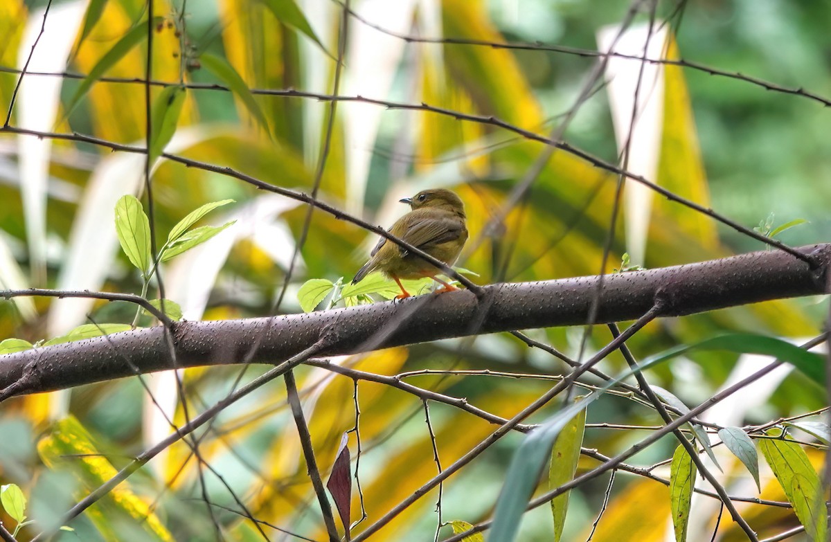 Orange-collared Manakin - ML638139516