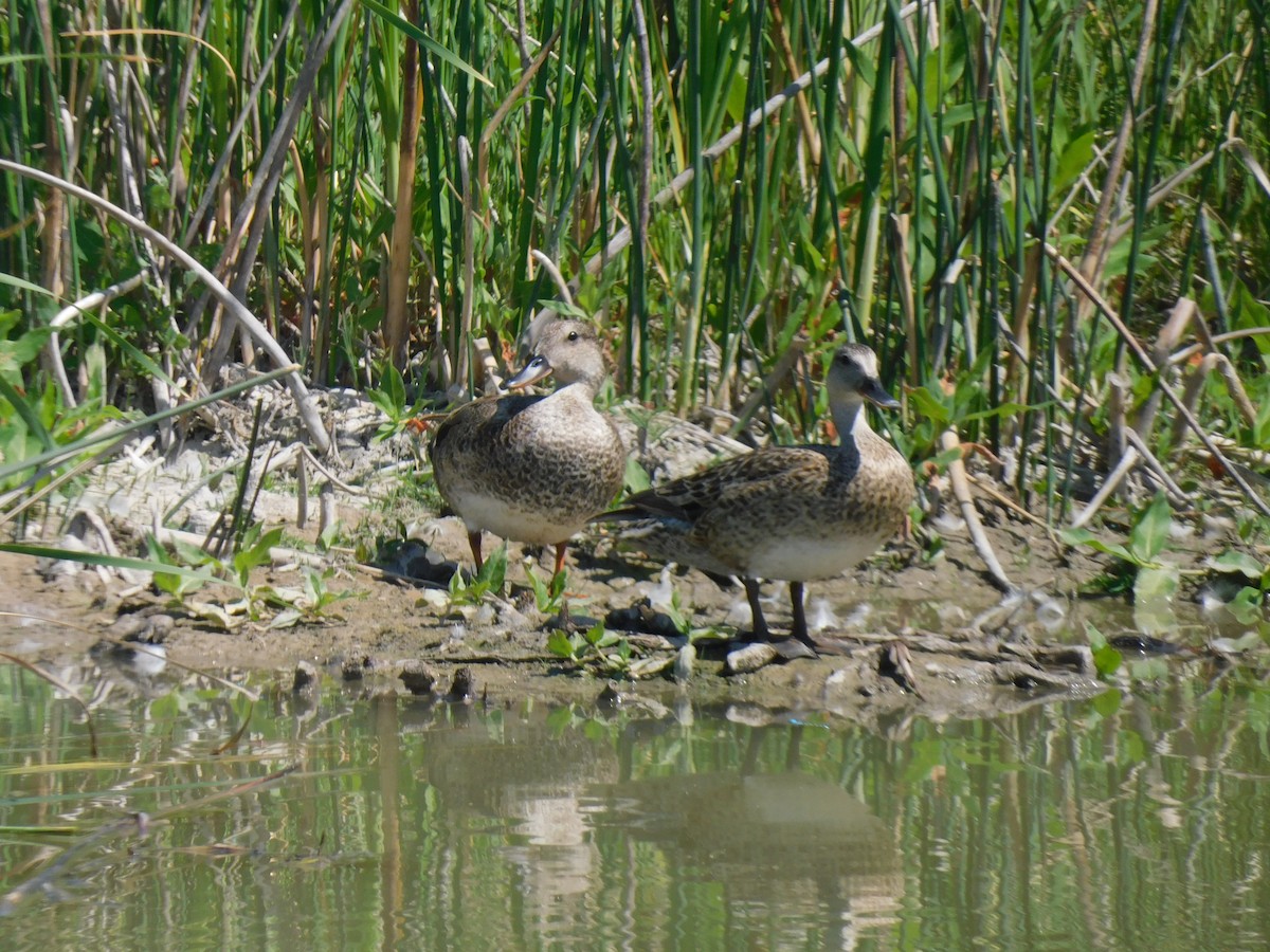 Gadwall - ML638139517