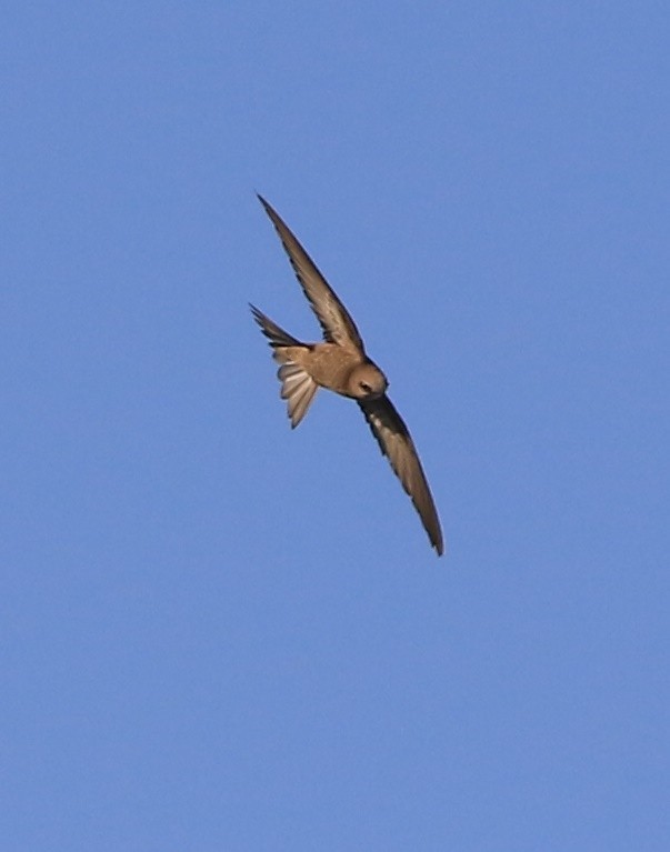 Pallid Swift - ML638139518