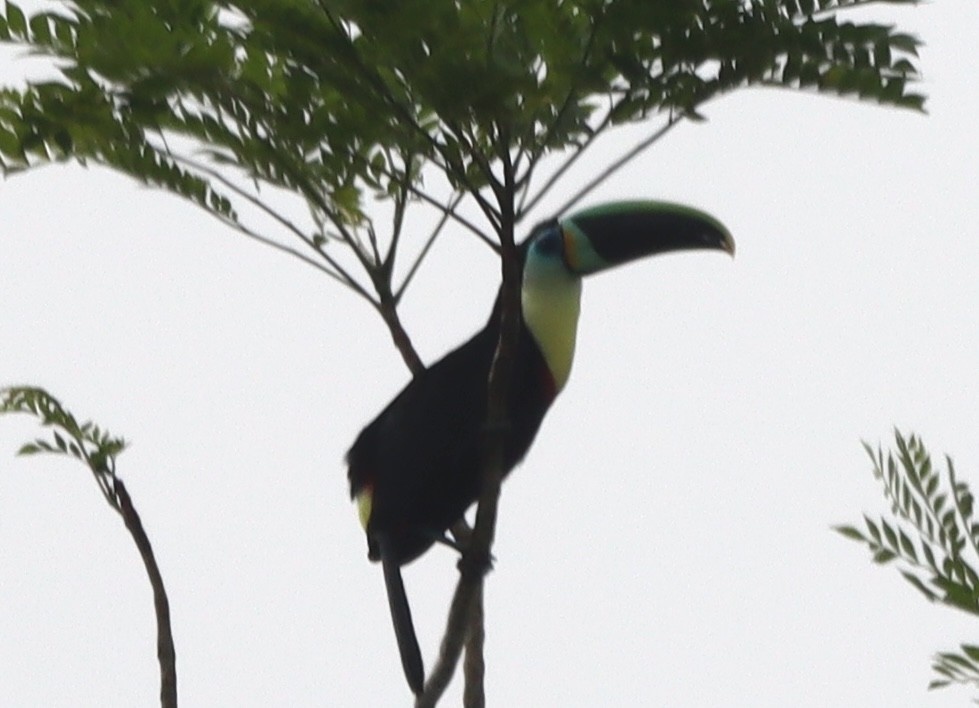 Yellow-throated Toucan - ML638139521