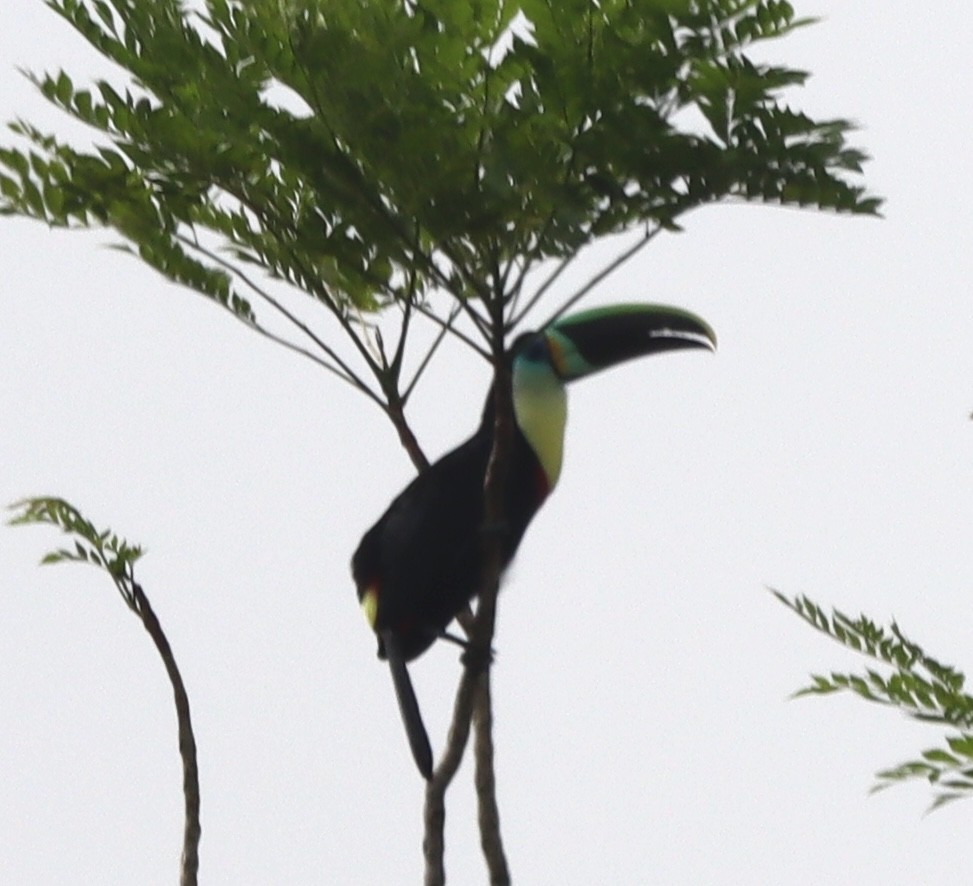 Yellow-throated Toucan - ML638139522