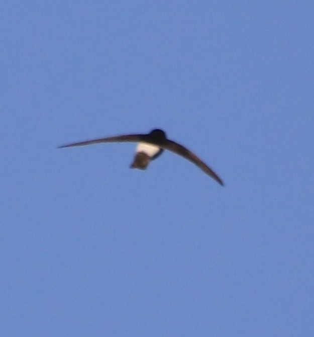 Little Swift - ML638139523