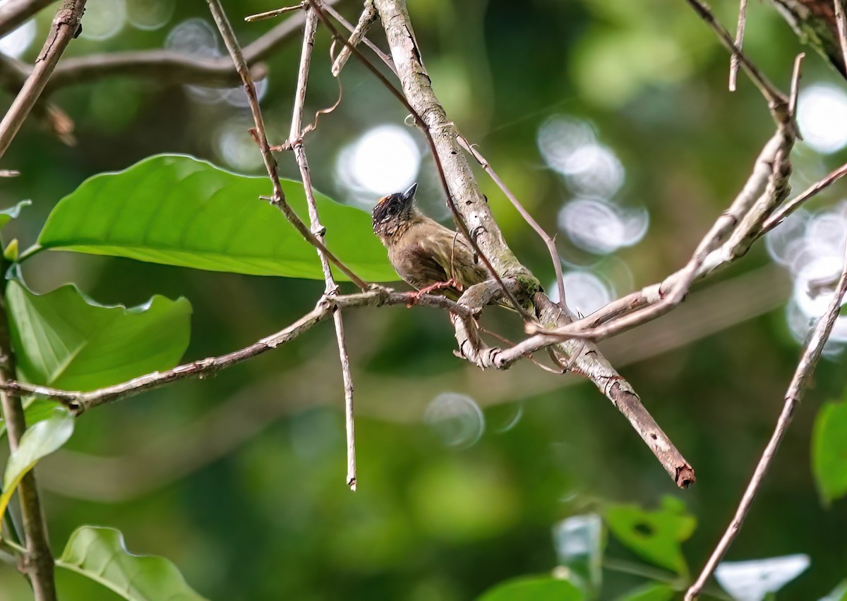 Olivaceous Piculet - ML638139525