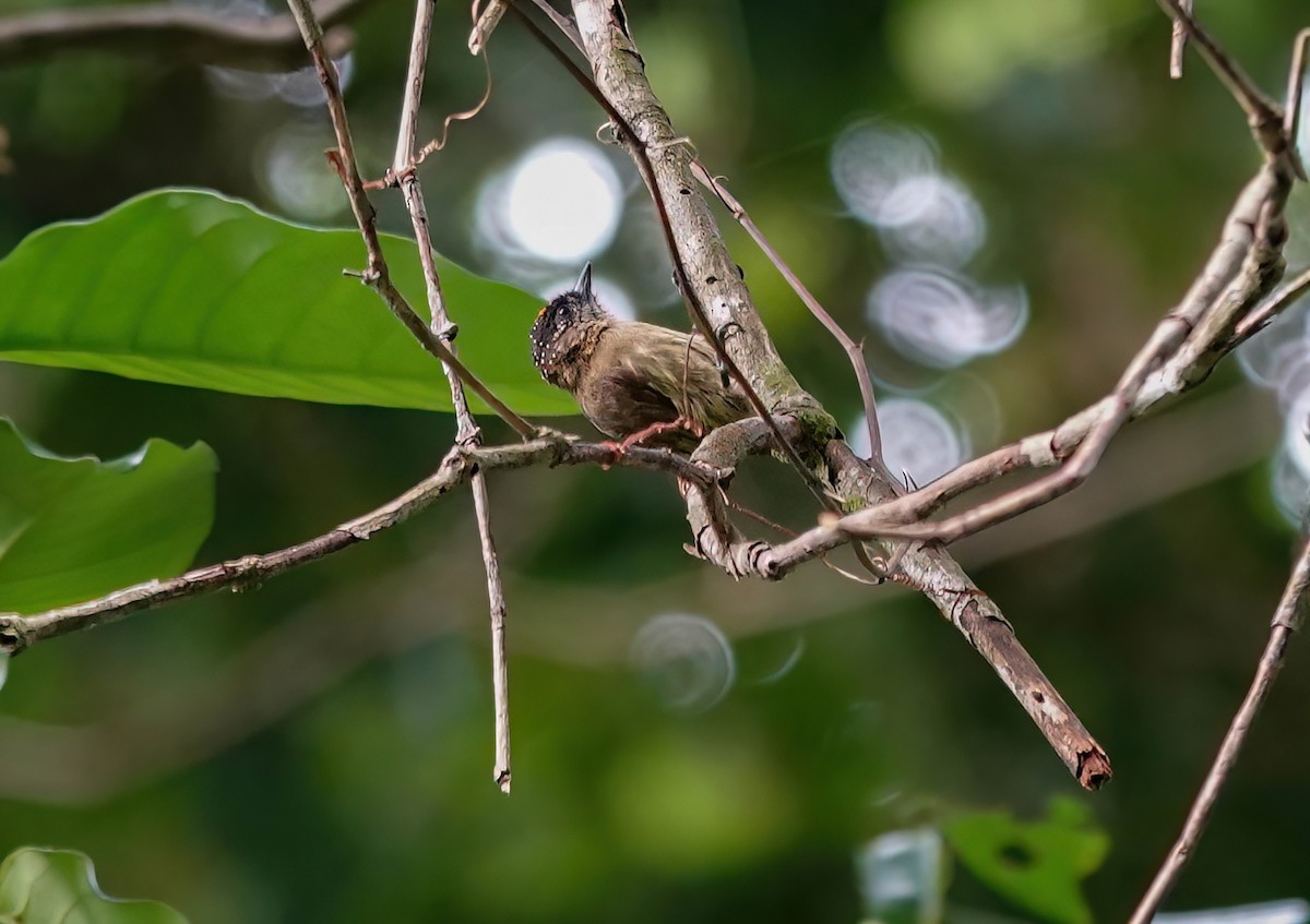 Olivaceous Piculet - ML638139526