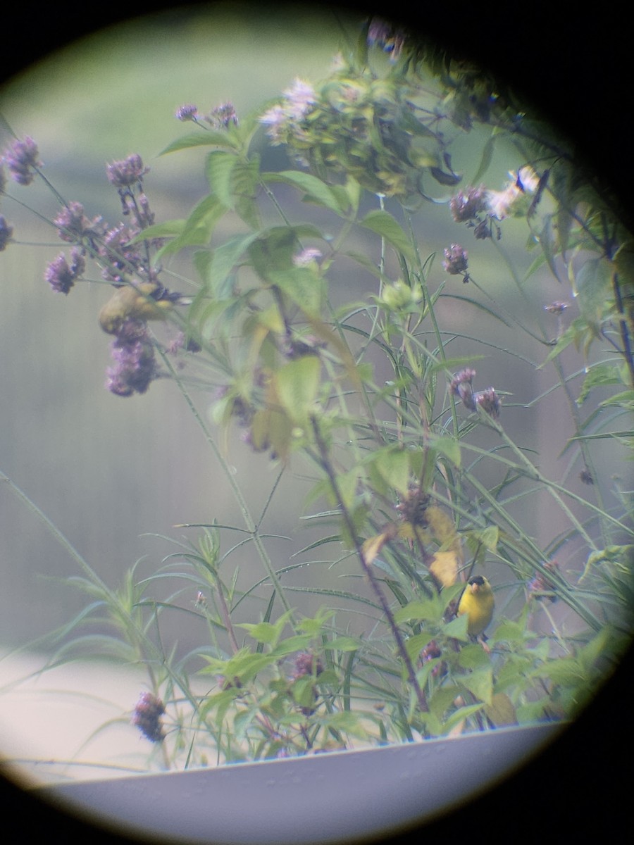 American Goldfinch - ML638139532