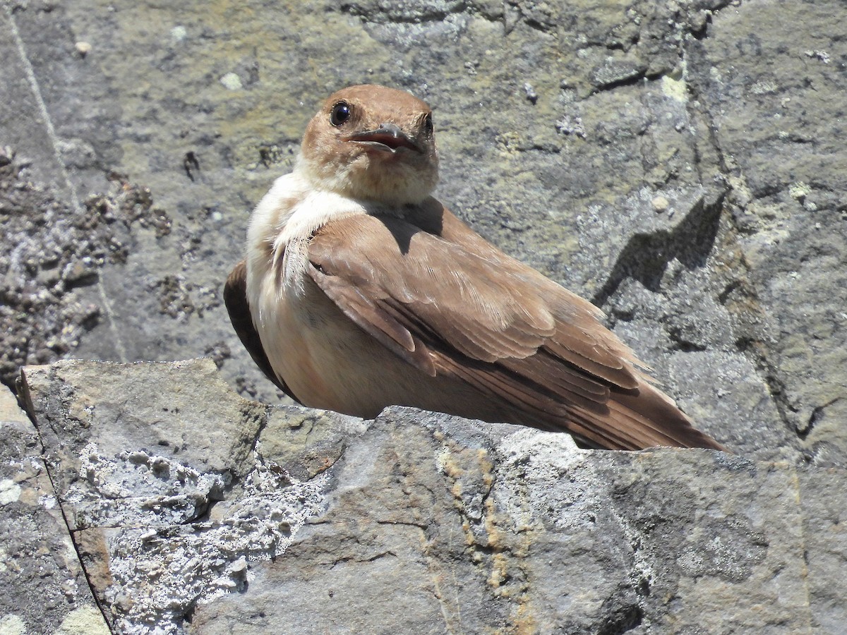 Eurasian Crag-Martin - ML638139576