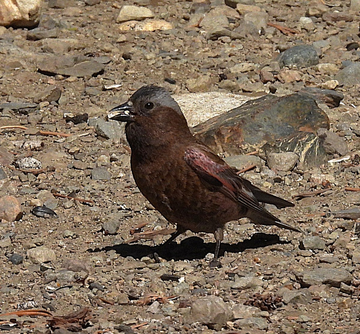 Gray-crowned Rosy-Finch - ML638139592