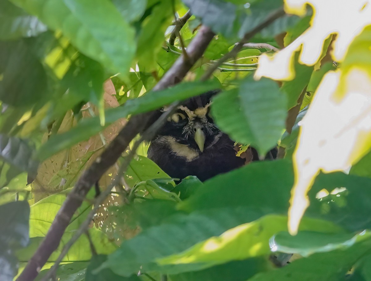 Spectacled Owl - ML638139667