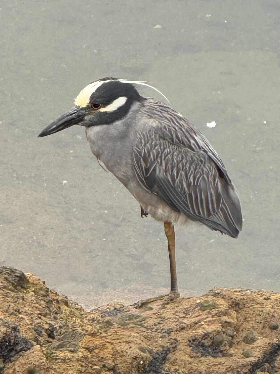Yellow-crowned Night Heron - ML638139673