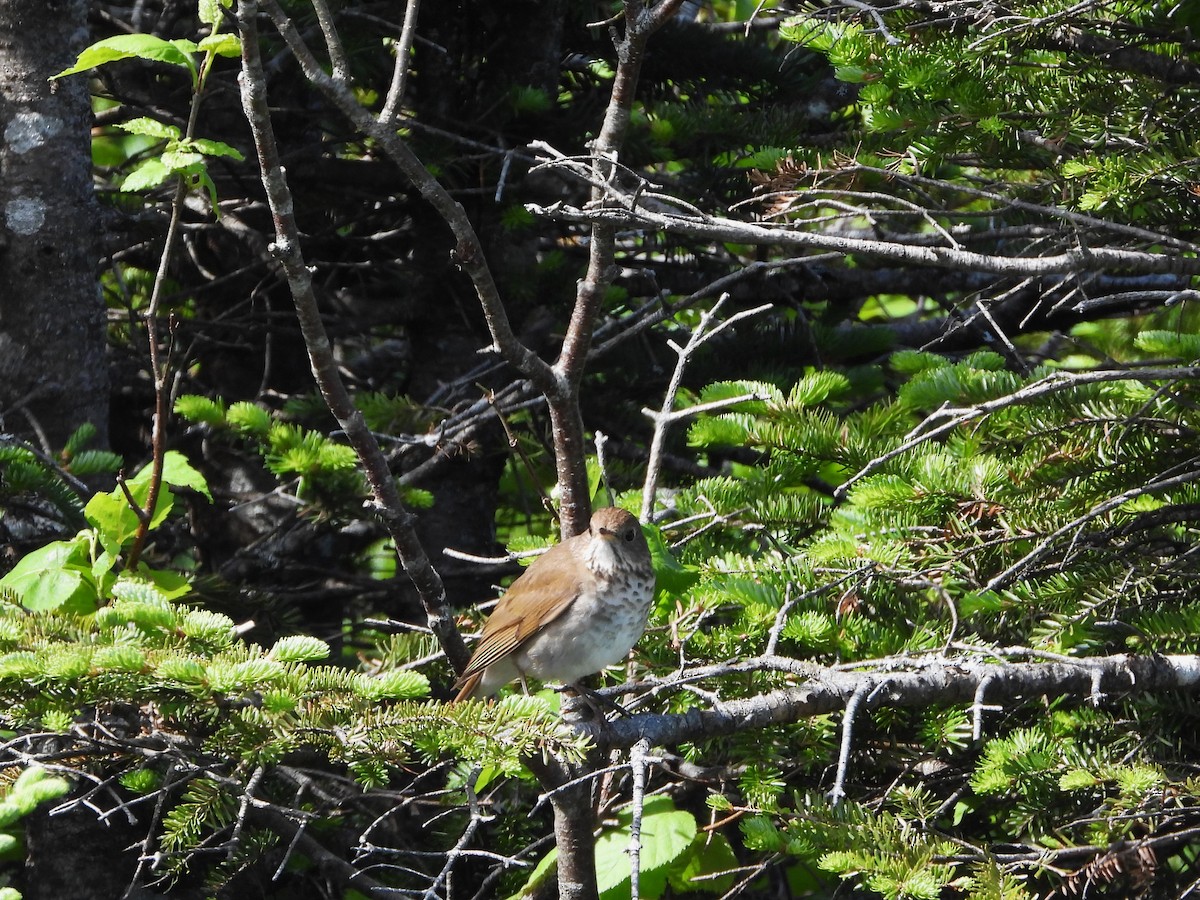 Bicknell's Thrush - ML638139707