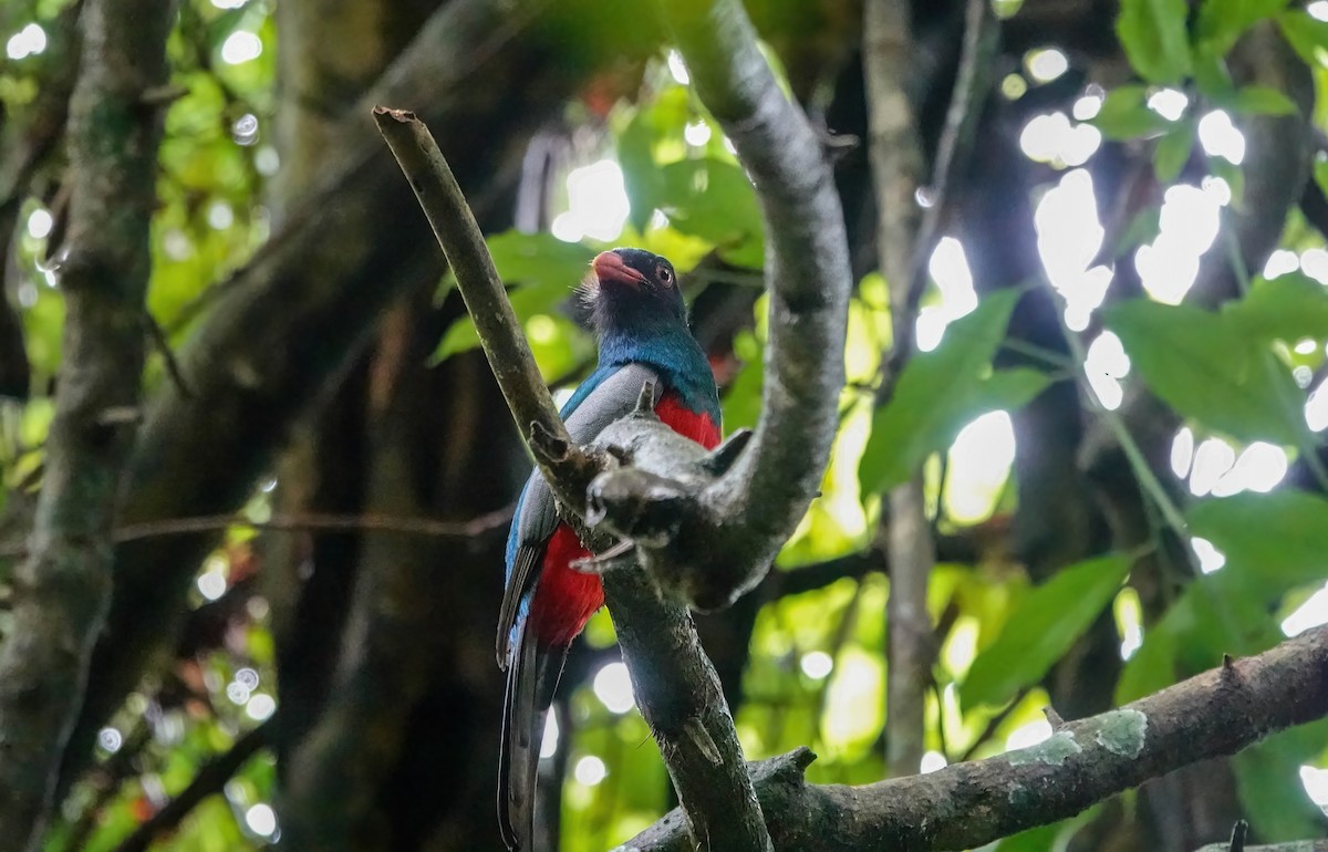 Slaty-tailed Trogon - ML638139710