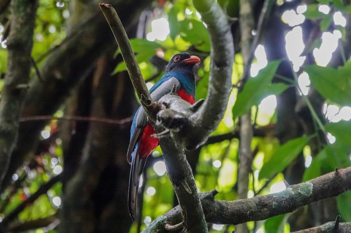 Slaty-tailed Trogon - ML638139718