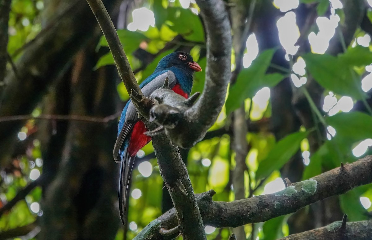Slaty-tailed Trogon - ML638139720