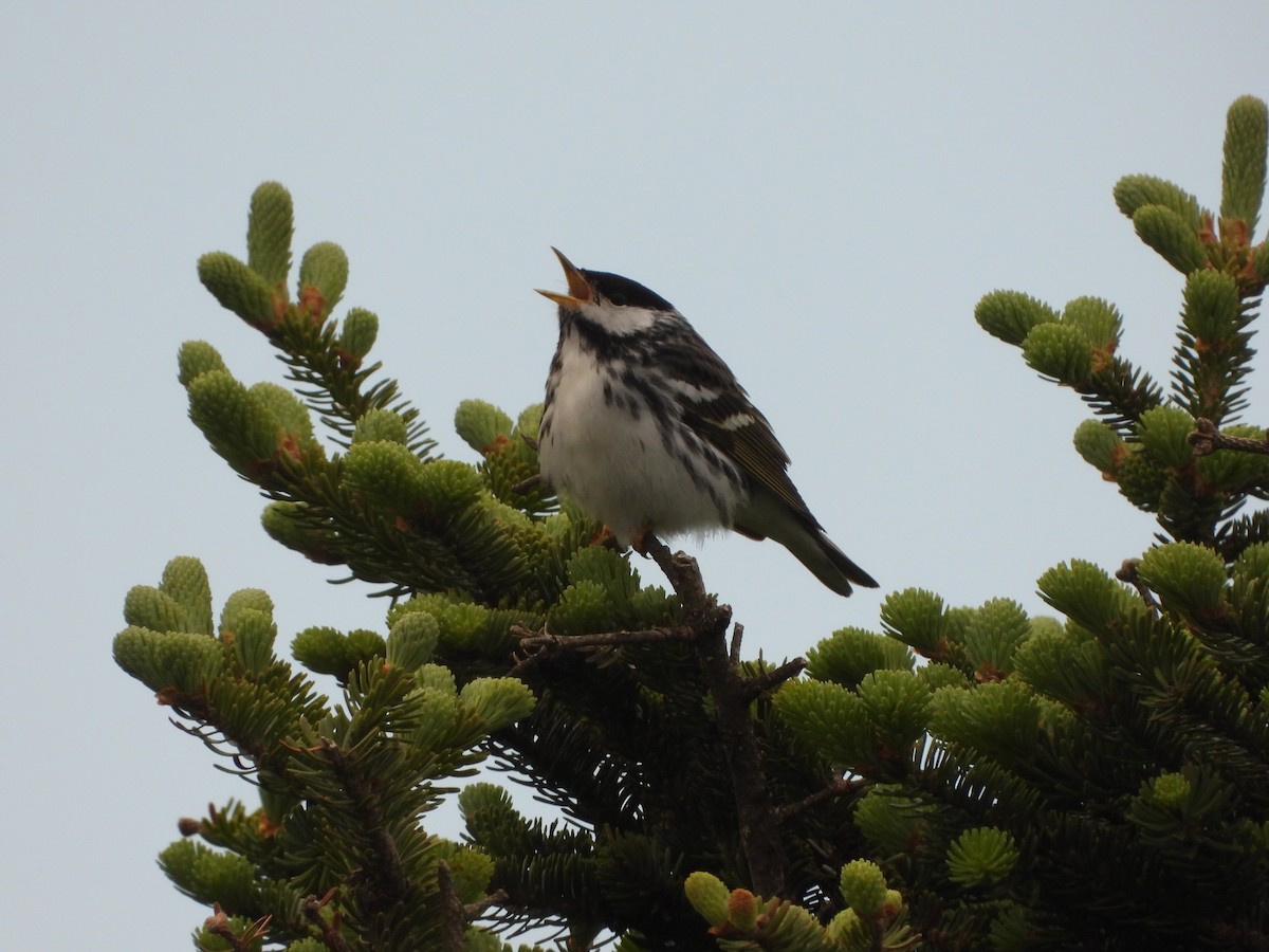 Blackpoll Warbler - ML638139722