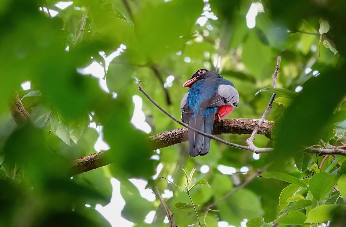 Slaty-tailed Trogon - ML638139731