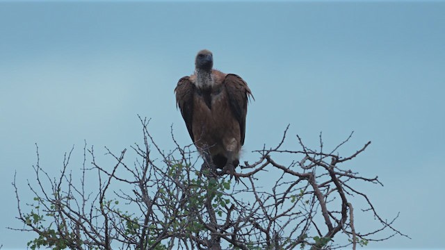 White-backed Vulture - ML638139733