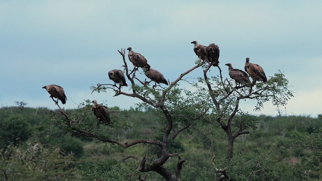 White-backed Vulture - ML638139734