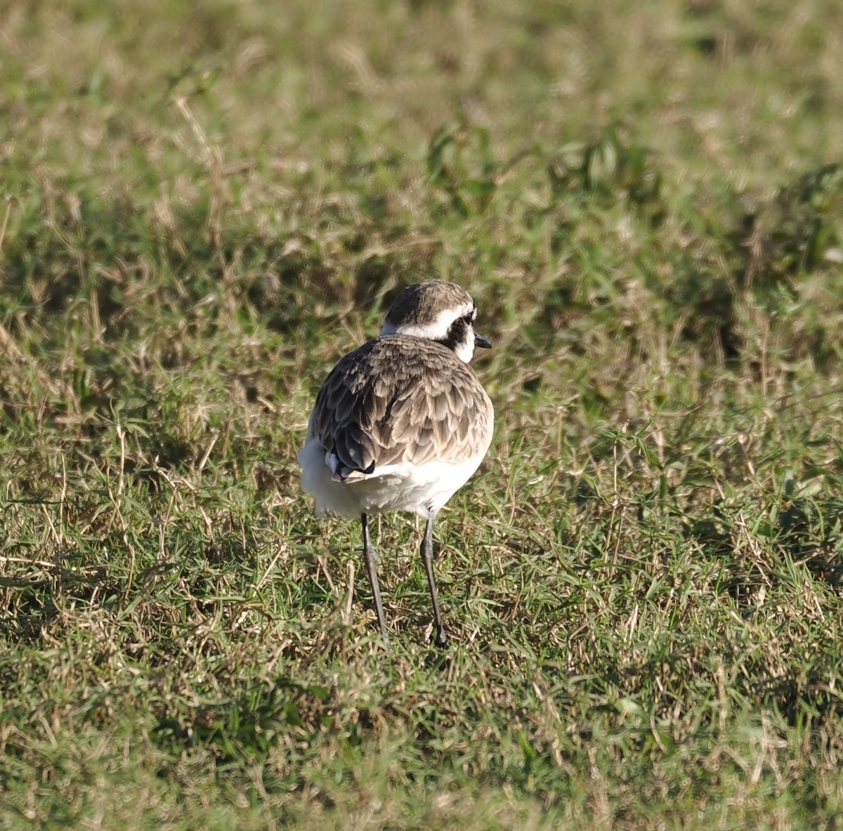 Kittlitz's Plover - ML638139781