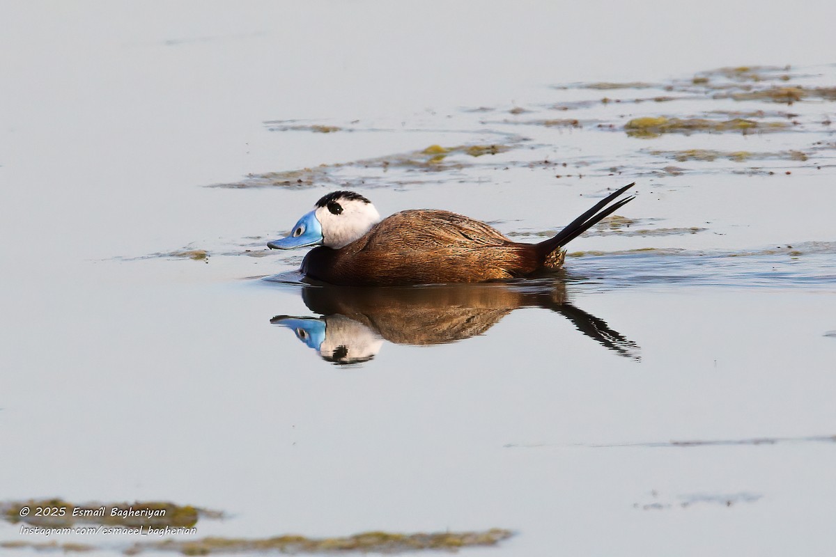 White-headed Duck - ML638139787