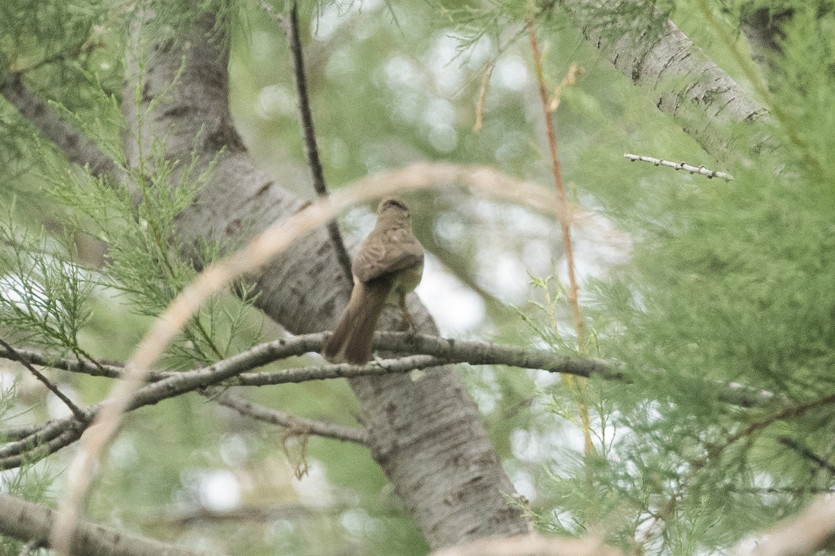 Eastern Olivaceous Warbler - ML638139798