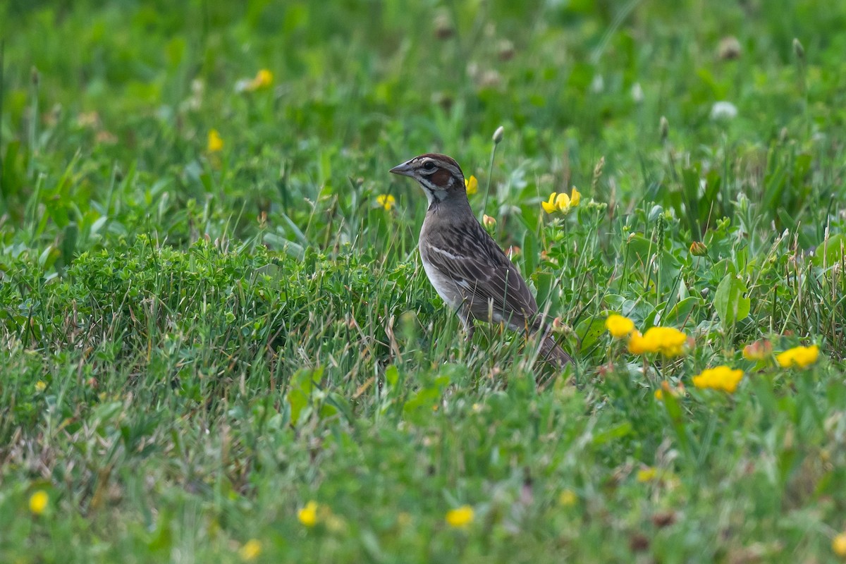 Lark Sparrow - ML638139813