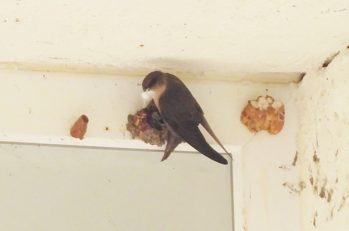 Dusky Crag-Martin - ML638139857