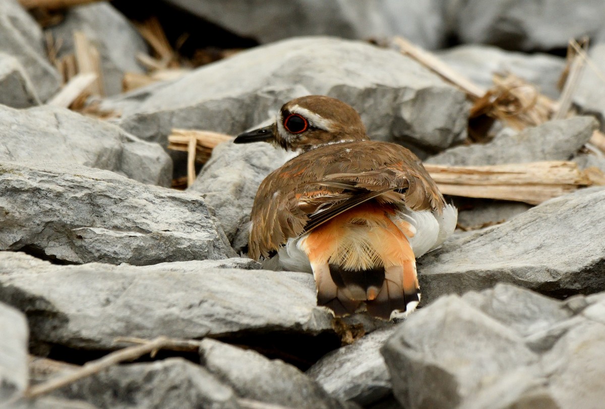 Killdeer - ML638139862