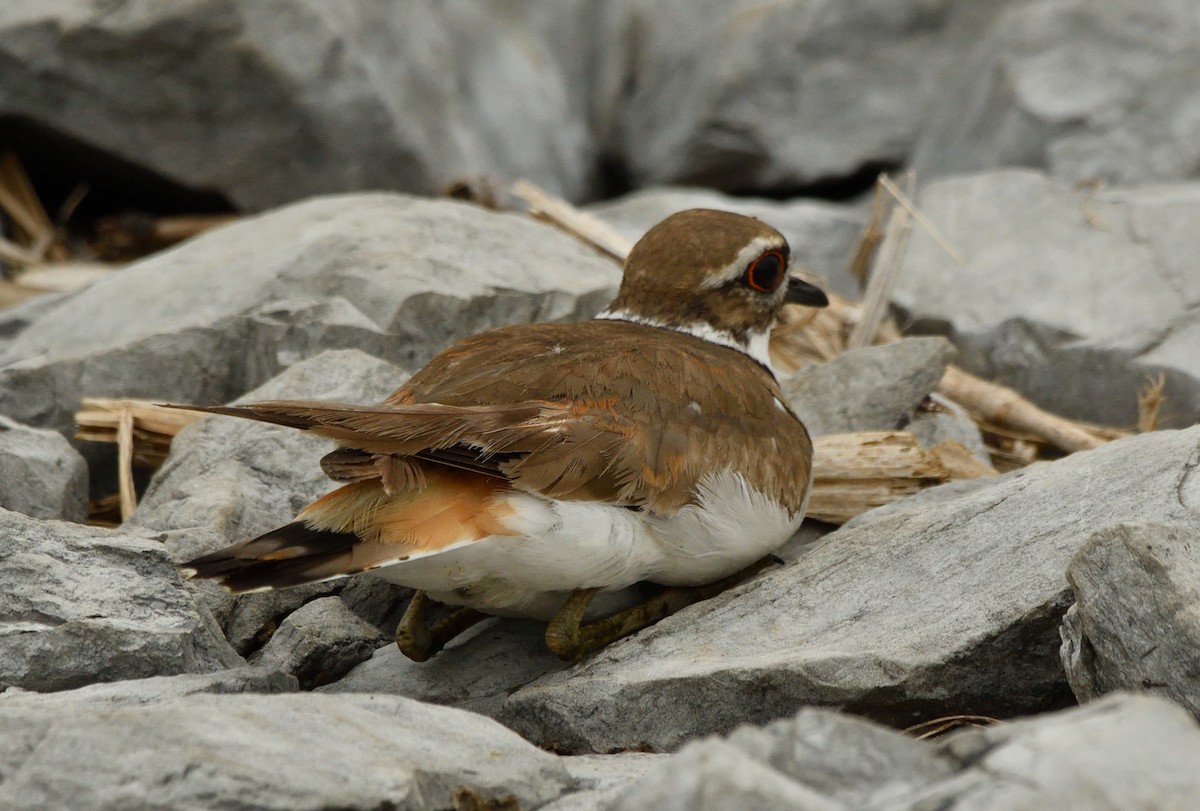Killdeer - ML638139863