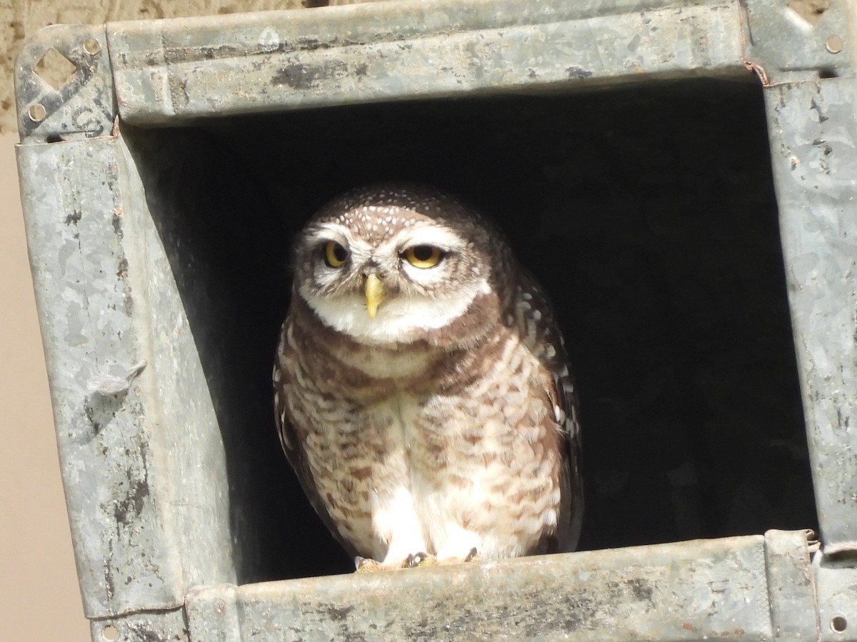 Spotted Owlet - ML638139868