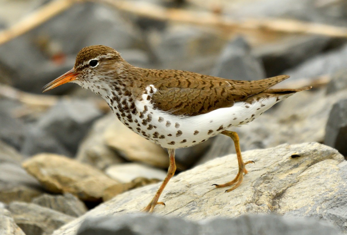 Spotted Sandpiper - ML638139875